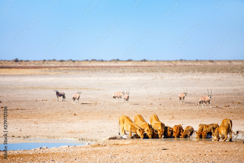 Canvas Prints lions pride in africa