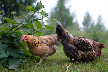 Free-walking chickens at sunset and green burdock. Few hens walking on the green grass against the background of green trees and bushes.
