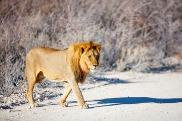 Big male lion in Africa
