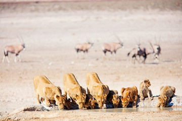 Lions pride in Africa