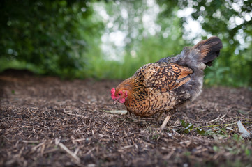 Free-walking chicken and digging in the ground and looking for seeds, worms and bugs. Beautiful chicken of the Russian breed Kuchinskaya-Jubileinaya 