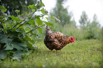 Green burdock and free-walking chicken at sunset. Beautiful chicken of Russian breed Kuczynskaya walks on the grass against the background of green bushes and trees