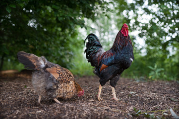 A beautiful, dark, large and slender rooster stands against the green foliage and looks into the frame while next to him his hen looking for a seeds and bugs in the last year straw