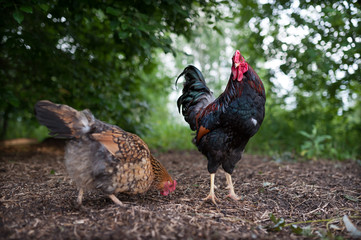 The beautiful cock and his hen are walking on the ground outdoor. The Cockerel stands against the...