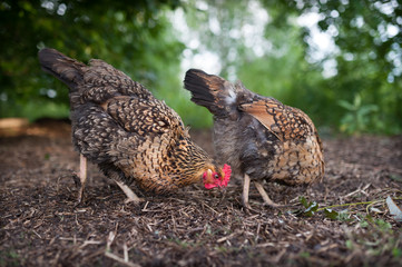 Beautiful chicken of the Russian breed Kuchinskaya-Jubileinaya walks on last year's straw in search...