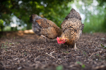 Free range chicken walking in the yard and digging in the lsat year straw looking for seeds, worms and bugs