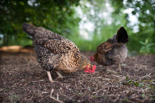 Free range chicken walking in the yard and digging in the lsat year straw looking for seeds, worms and bugs