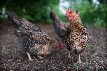 Chicken breed Kuchinskaya-anniversary looking in the frame, and the other chicken walking near and looking for food in the old straw. Two beautiful, colorful chickens roam freely in the yard