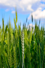 Young ears of wheat grow in the field. Harvest cereals in agriculture.