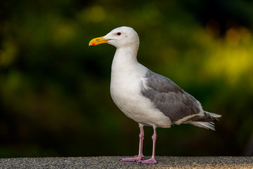 Glaucous-winged Gull (Larus glaucescens) standing on pier at the seaside, Vancouver, British Columbia, Canada