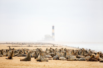 Seal colony in Namibia