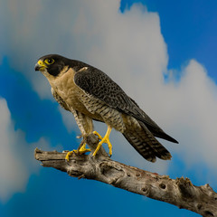 Peregrine Falcon Perched with Cloudy Sky Background