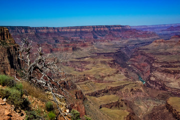 Fototapeta na wymiar Grand Canyon in Arizona with Colorado River View and Dead Tree in Foreground