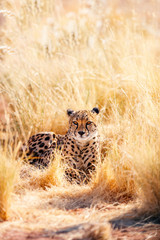 Close up of cheetah