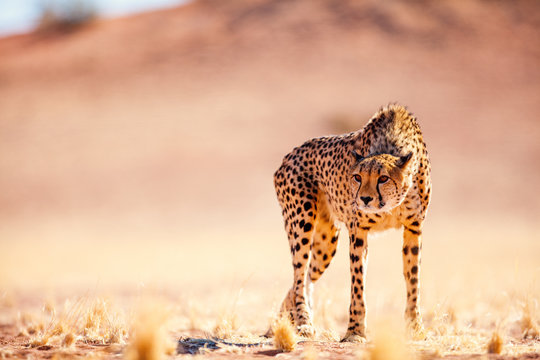 Close up of cheetah