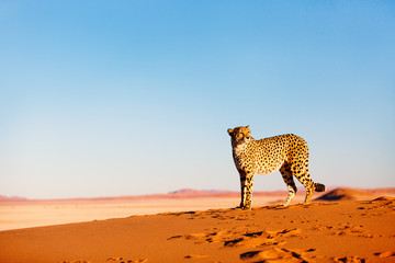 Cheetah in dunes