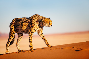 Cheetah in dunes - obrazy, fototapety, plakaty