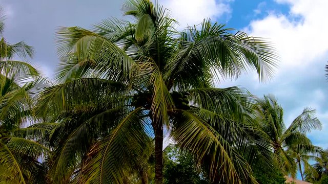 A nice pan around a coconut laden palm tree