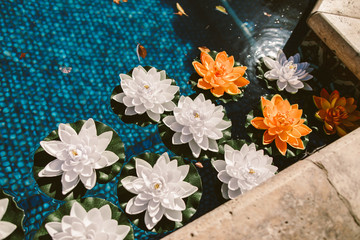 floating lillypads in a pool