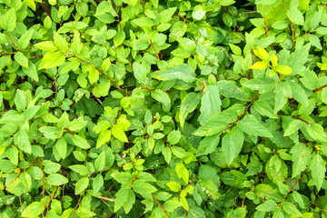 Obraz premium Bright green juicy leaves textured background