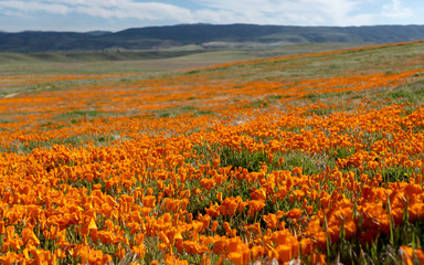  California Poppy Bloom