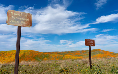  California Poppy Bloom