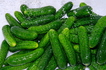 Green fresh cucumbers are washed before harvesting for the winter.