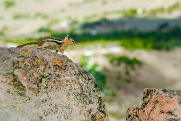 Chipmonk