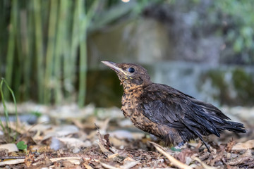 The song thrush chick walks in fallen leaves