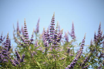 A bush full of organic lavender flowers with a blue sky in the background