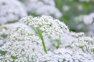 Fototapeta premium View of a meadow white flower of Goutweed or Aegopodium podagraria L.
