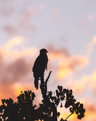 Bird of Prey silhouette - 279723548