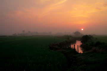 Epic Sunrise on Rice Field
