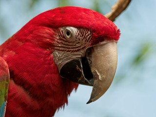 Green Winged Macaw