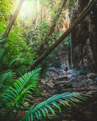 woman hiking in rainforest - 279724111