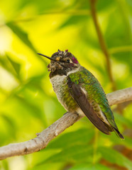 Anna's hummingbird on branch at three rivers california united states