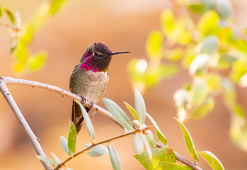 Anna's hummingbird perched at three rivers california united states