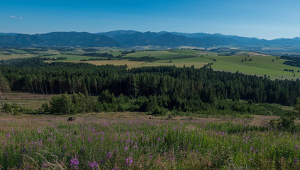 View from tatra mountains trail on Baranec to valley with low tatra and blue misty slopes of hills in the distance. Pine trees and coniferous forest hills, blue sky. Tatra mountain in summer, Slovakia