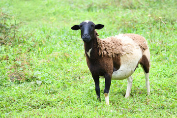 Fototapeta premium View of a black sheep standing
