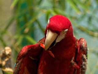 Green Winged Macaw