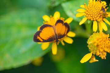 Close up view of an orange and black butterfly