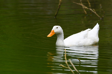 View of  white duck swimming on a fresh water pond