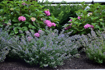 flowers in the garden 2