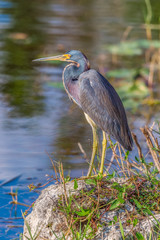 Tricolored heron in Big Cypress National Preserve.Florida.USA