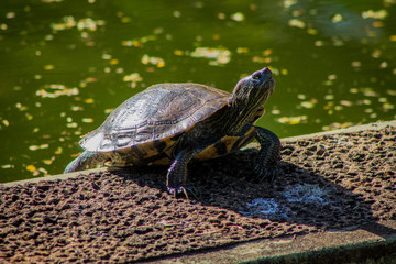 turtle on a rock