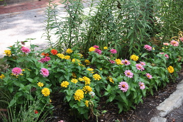 flowers in the garden