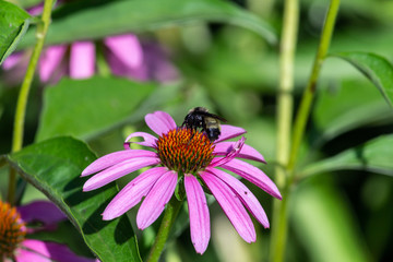 bee on a flower
