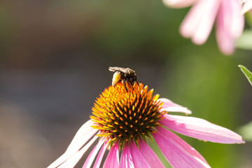 bee on a flower