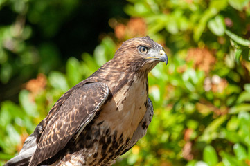 Red-Tailed Hawk