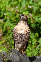 Red-Tailed Hawk
